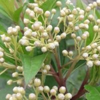 La hermosa planta coquette de pocos cuidados que llena tu casa de visitas impensadas