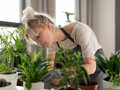 Prestá atención a una de las principales razones por las que tus plantas se mueren cuando recién las comprás