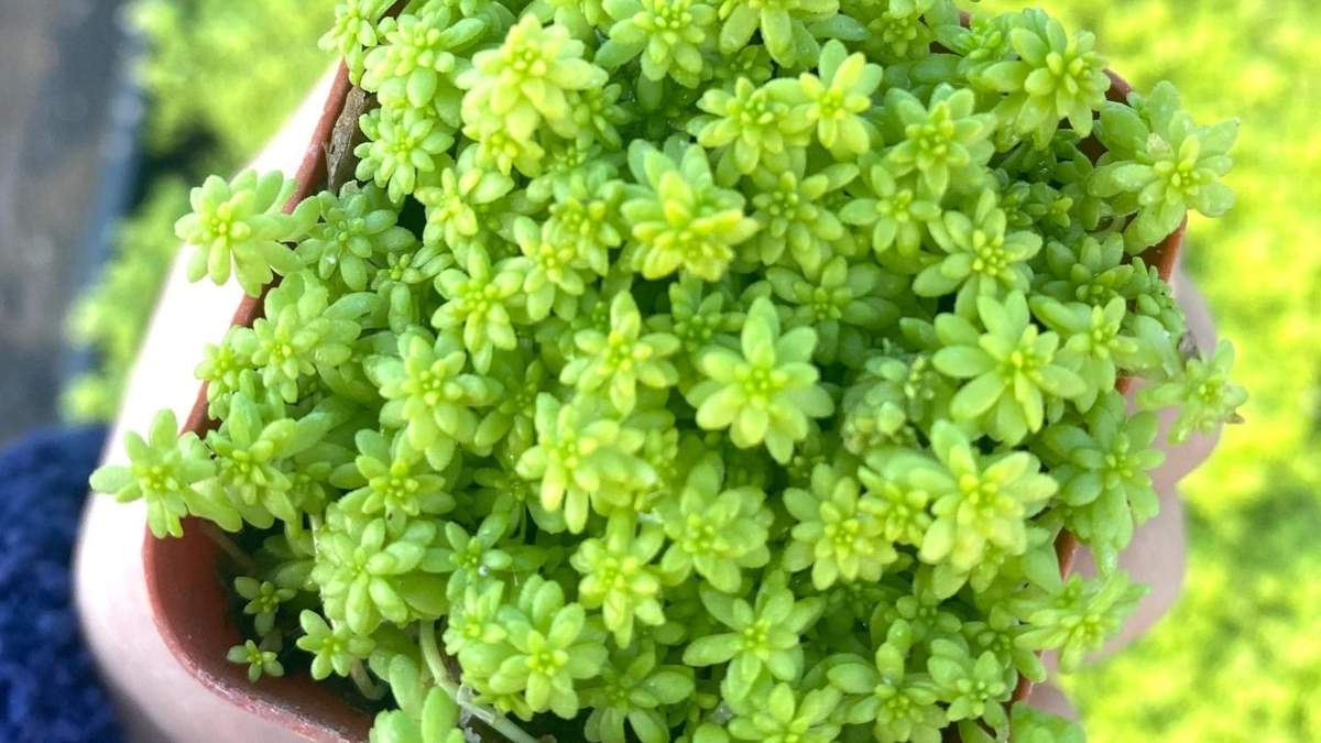 Sedum oro. Fuente: (Instagram)