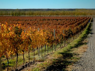 Semana del Vino 2022: cuándo arranca el evento en San Patricio del Chañar