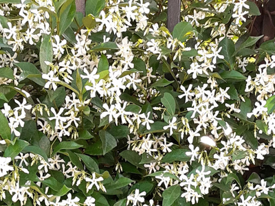 El jazmín duro de matar: es el que más flores y perfume da, no puede faltar en tu jardín