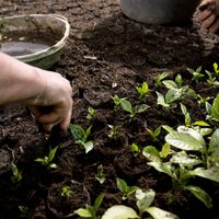 Empresas que ya implementan "agricultura regenerativa" para reducir huella ambiental