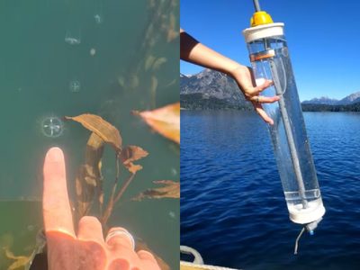 Laguna Bullines: confirman la presencia de una especie de medusa invasora a nivel global
