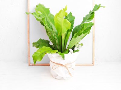 La planta de maceta que puede decorar cualquier rincón de casa y es la preferida de los principiantes