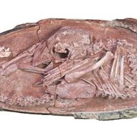 Un embrión de dinosaurio perfectamente conservado fue hallado en China