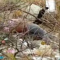Asesinan a maestro disidente y a policía auxiliar en Oaxaca