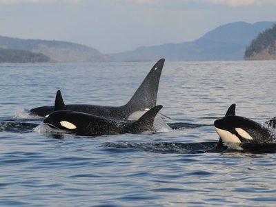 Por primera vez, registraron ataques de orcas a ballenas azules, el animal más grande del planeta