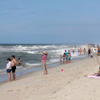 Esto harán en Nueva York ante la creciente presencia de tiburones en sus playas