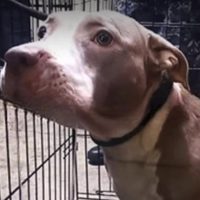 "Luna", la pitbull de Karla, joven presa acusada de matar a su madre y tío, será puesta en adopción