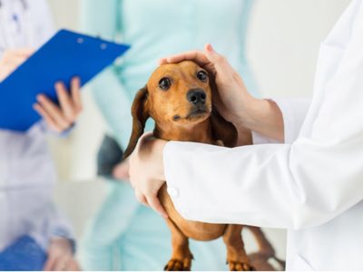 Plottier tendrá un sistema de guardias veterinarias para animales domésticos