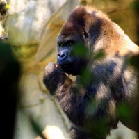 Abre la CDHDF investigación por muerte del gorila 'Bantú”