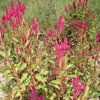 La planta que llena tu jardín de color desde la primavera y podés cultivar muy fácil en agosto
