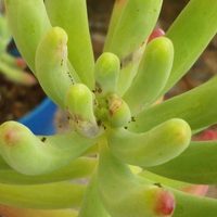 Sin químicos y con un solo producto: salvá a tus suculentas cuando se llenan de manchas