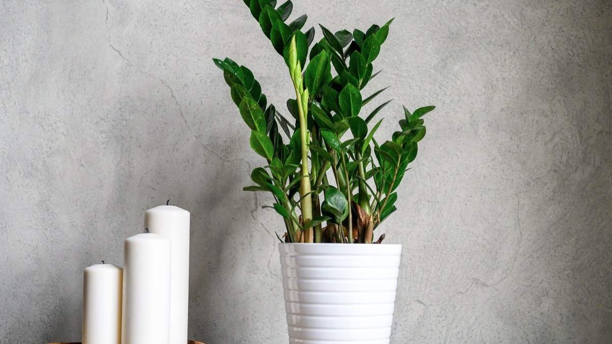 Planta. Fuente: (Instagram)