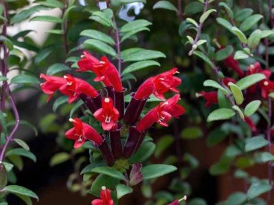 La planta que parece maquillaje y se convirtió en la nueva favorita de los interiores