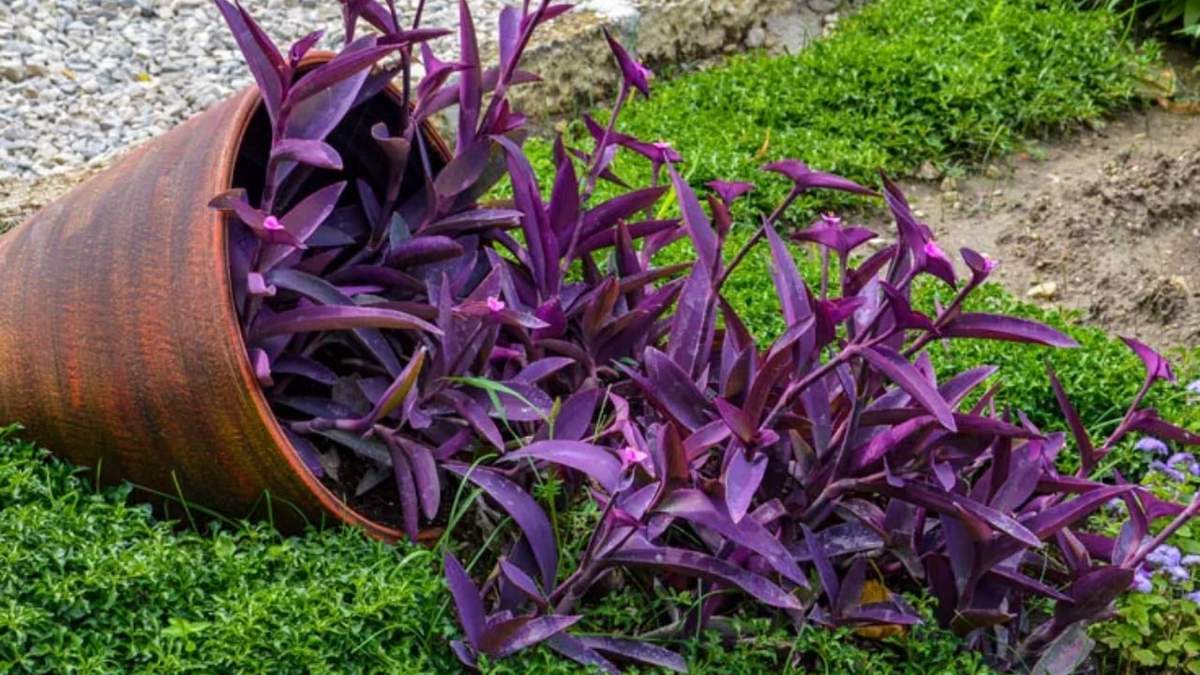 Tradescantia pallida. Fuente: (Instagram).