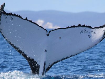 Dos ballenas jorobadas baten récords al nadar entre Australia y Brasil