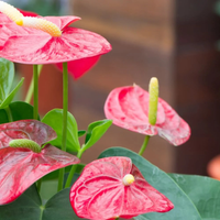 La hermosa planta con un toque exótico que vas a querer para darle un poco de color a tu jardín