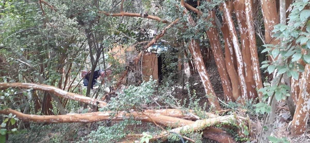 Los ocupantes talaron árboles y construyeron una vivienda en la reserva municipal. Fuente: (Diario Andino)