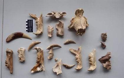 Dientes de sable analizados en el trabajo de Langebaanweg