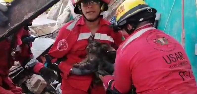 Bomberos rescatan a mascotas atrapadas tras derrumbe