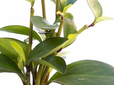 Conocé esta planta que es re linda para tener en casa, pero prestá atención a cómo cuidarla