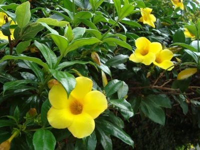 La hermosa planta trepadora de pocos cuidados que perfuma por las noches tu jardín
