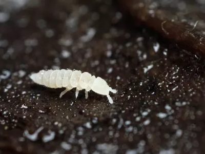 No los mates: el insecto que aparece en tus plantas y te indica que el riego está siendo excesivo