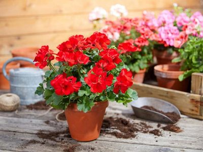 No lo vas a creer: el alimento que elimina las plagas de tus plantas de una vez y sin esfuerzo