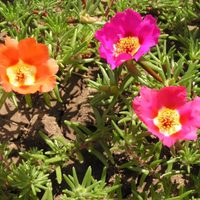 Preparate para la primavera con esta planta que tiene muchas flores y es fácil de cuidar