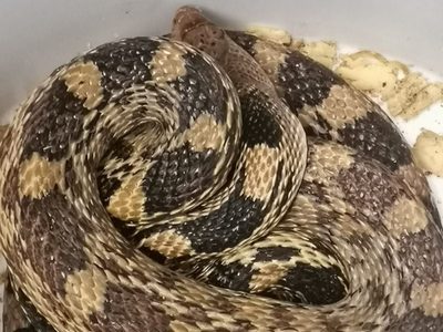 Hallan una serpiente en la Línea 1 del Metro