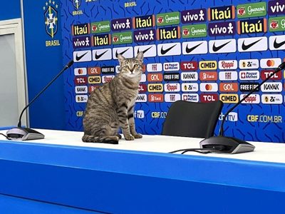 La maldición del gato: por esto perdió Brasil según las redes sociales (Video)