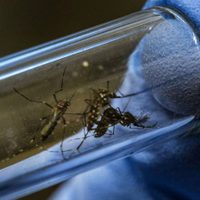 La ANMAT evaluará aprobar una vacuna contra el dengue que reportó resultados esperanzadores