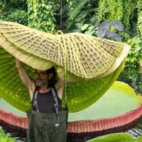 “Victoria Boliviana”: descubrieron una nueva especie de nenúfar gigante
