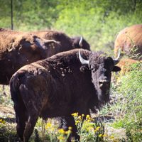 Gobernador Durazo y Gobierno de México fortalecen la conservación del bisonte en Sonora