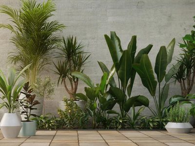 El producto tan común en tu cocina que es valiosísimo para tus plantas: conocé cuál es