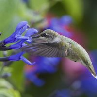 Tomá nota: qué plantas tenés que sembrar si querés un jardín lleno de colibríes en primavera