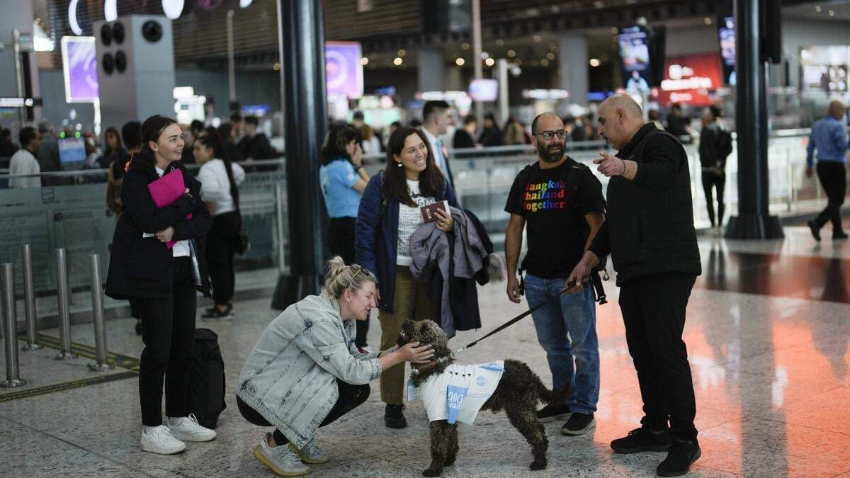 Una viajera acaricia a Kuki mientras pasea con su cuidador por el Aeropuerto de Estambul, en Turquía, el 3 de abril de 2024. El Aeropuerto de Estambul ha hecho cinco nuevas contrataciones para proporcionar una experiencia libre de estrés a los viajeros con ansiedad: perros de terapia siempre dispuestos a ofrecer su apoyo con mimos, caricias y besos