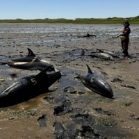 Socorristas ayudan a liberar delfines en Cape Cod en el mayor varamiento de la historia de EU