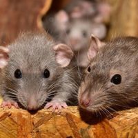 Con este alimento tan común podés preparar una trampa para alejar cucarachas y ratones de tu casa
