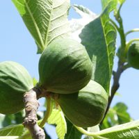 En maceta dentro de casa o en el jardín: mirá todos los beneficios de la planta más popular que varios ignoran