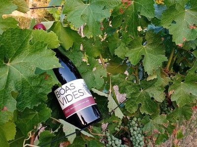 En Galicia, maduran los vinos con métodos tradicionales