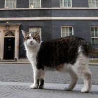 El “primer felino” Larry cumple 15 años como el gato más destacado de la política británica (Video)