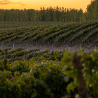 Un viaje al vino patagónico en Neuquén: bodegas, rutas y experiencias para descubrir