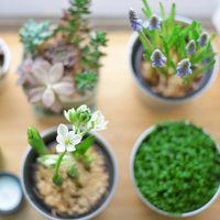 Las plantas que tenés que cultivar en casa si querés aliviar el estrés