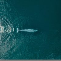 Denuncian riesgo para ballenas por proyecto de CFE en BC Sur