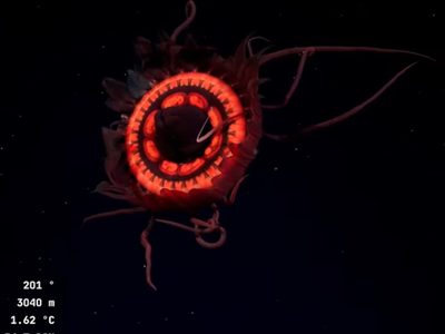 La deslumbrante medusa roja que no había sido registrada jamás