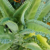 La planta que las abuelas usan como medicina pero que esconde un peligroso secreto