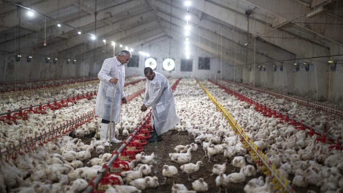 FAO insta a actuar de inmediato ante las nuevas variantes de la gripe aviar