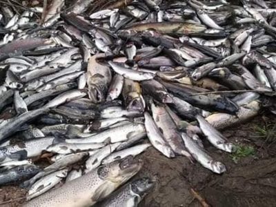 CEAN: Alerta por la muerte de la fauna acuática en Junín de los Andes